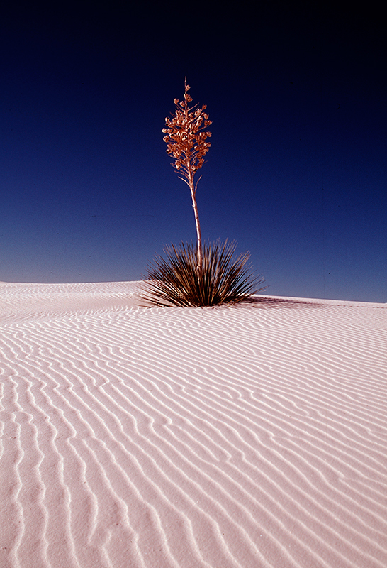 White Sands New Mexico 1