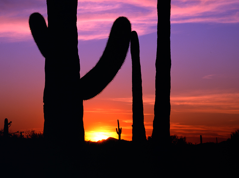 Sunset Saguaro 001