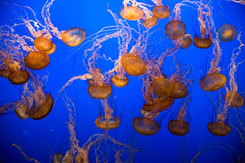 Sea Nettles Monterey Aquarium