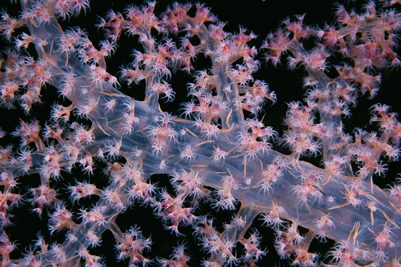 Soft Pink Coral Red Sea