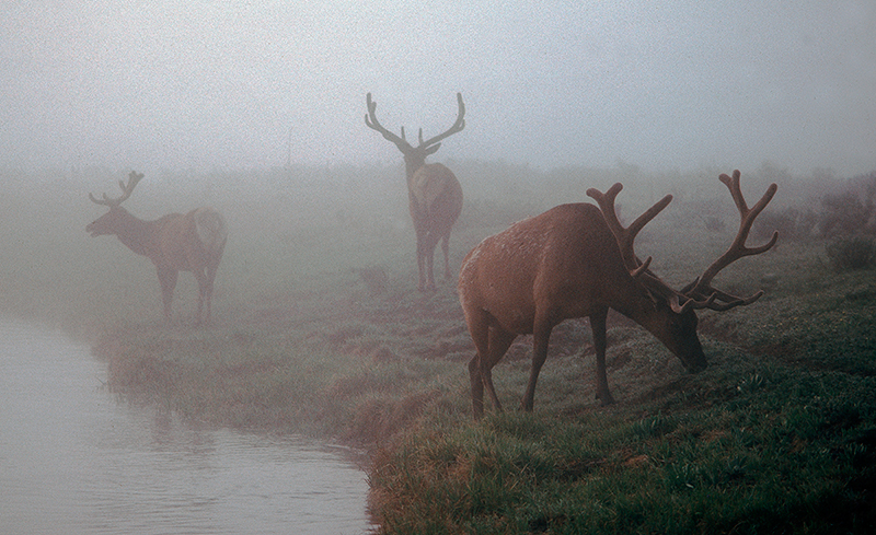 Elk In The Mist, Yellowstone River #1
