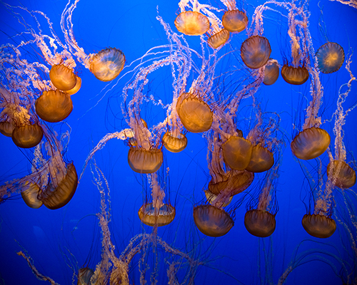 Monterey_Aquarium_009-copy